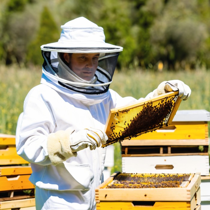 Bee Jackets